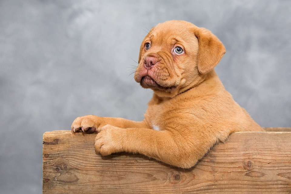 En børnevenlig hund, som passer perfekt til familien