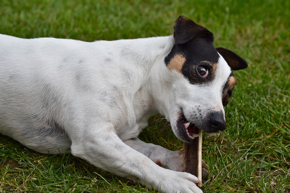 Derfor er en Jack Russell terrier den perfekte familiehund